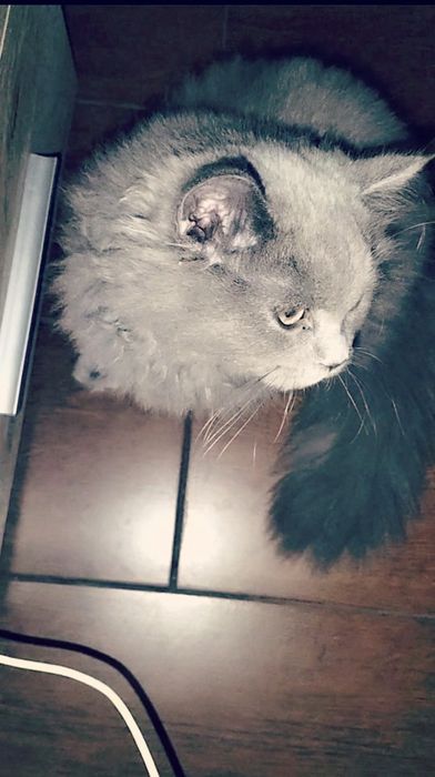 British longhair