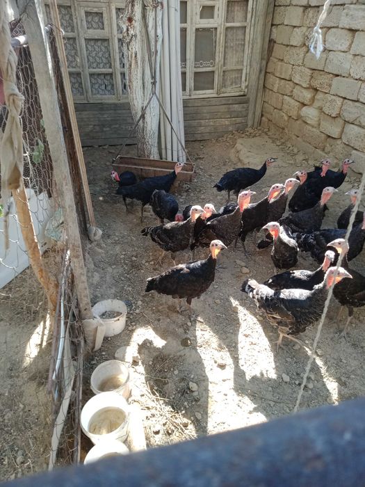 Күрке Тауық / Түйе тауық / Үндік / Индюк