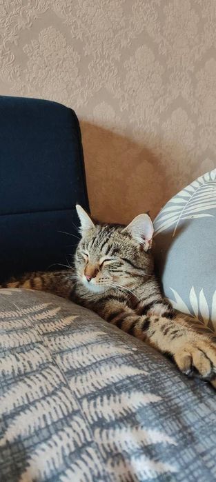 Кошечка в добрые руки