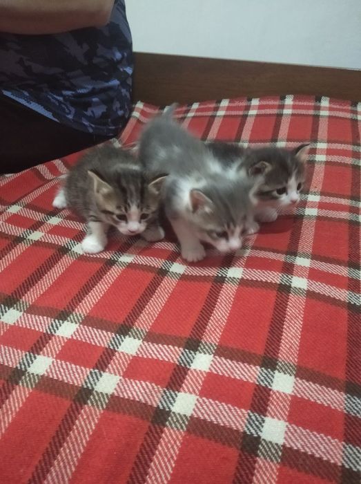 Отдам котят даром