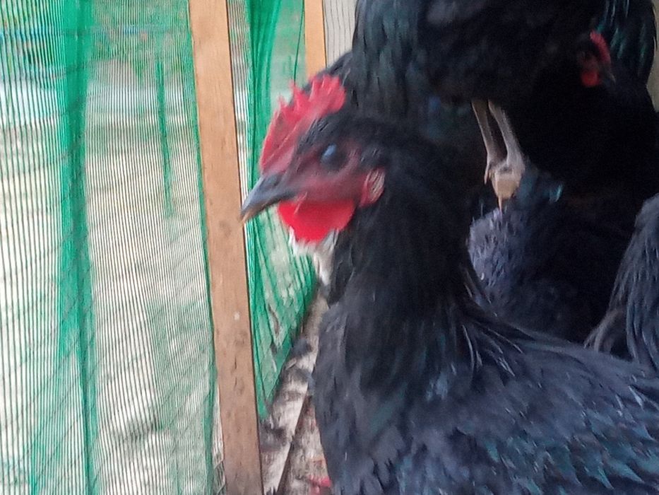 Qora Shaxzoda Xoroz tovuq 7 oylik tuxumga kirgan