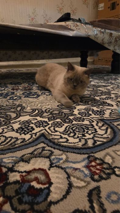 Кот породистый европейский