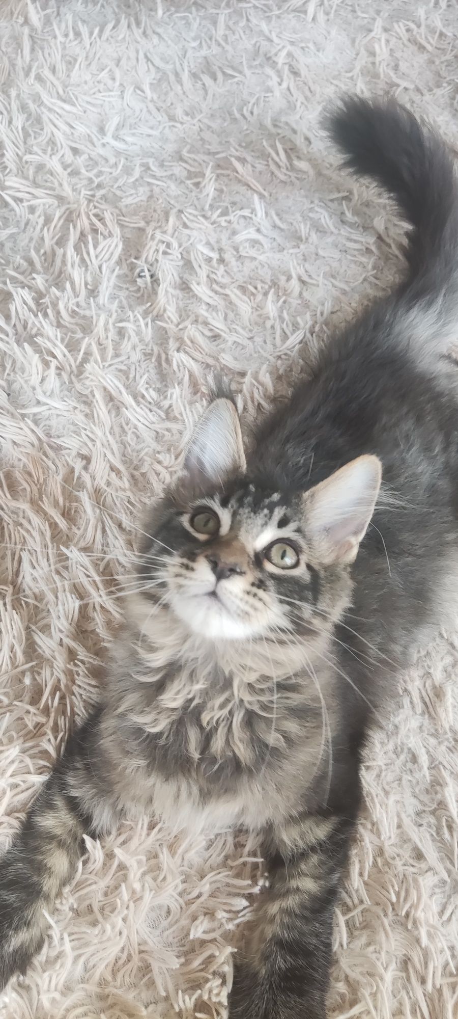 Котенок Мейн кун девочка