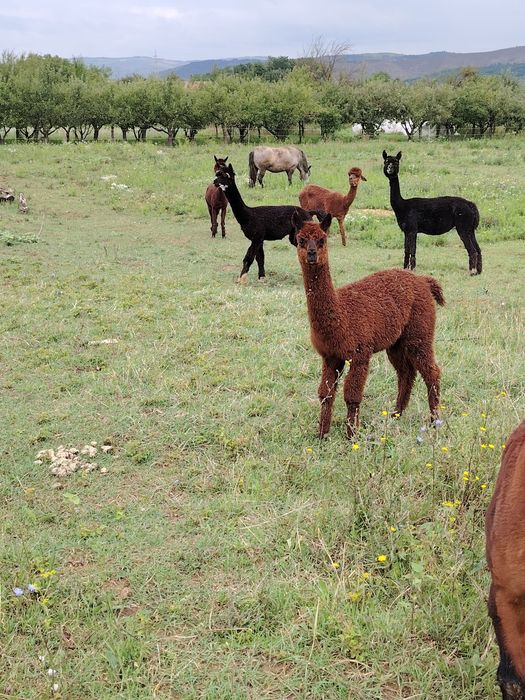 Vând alpaca tinere și mature