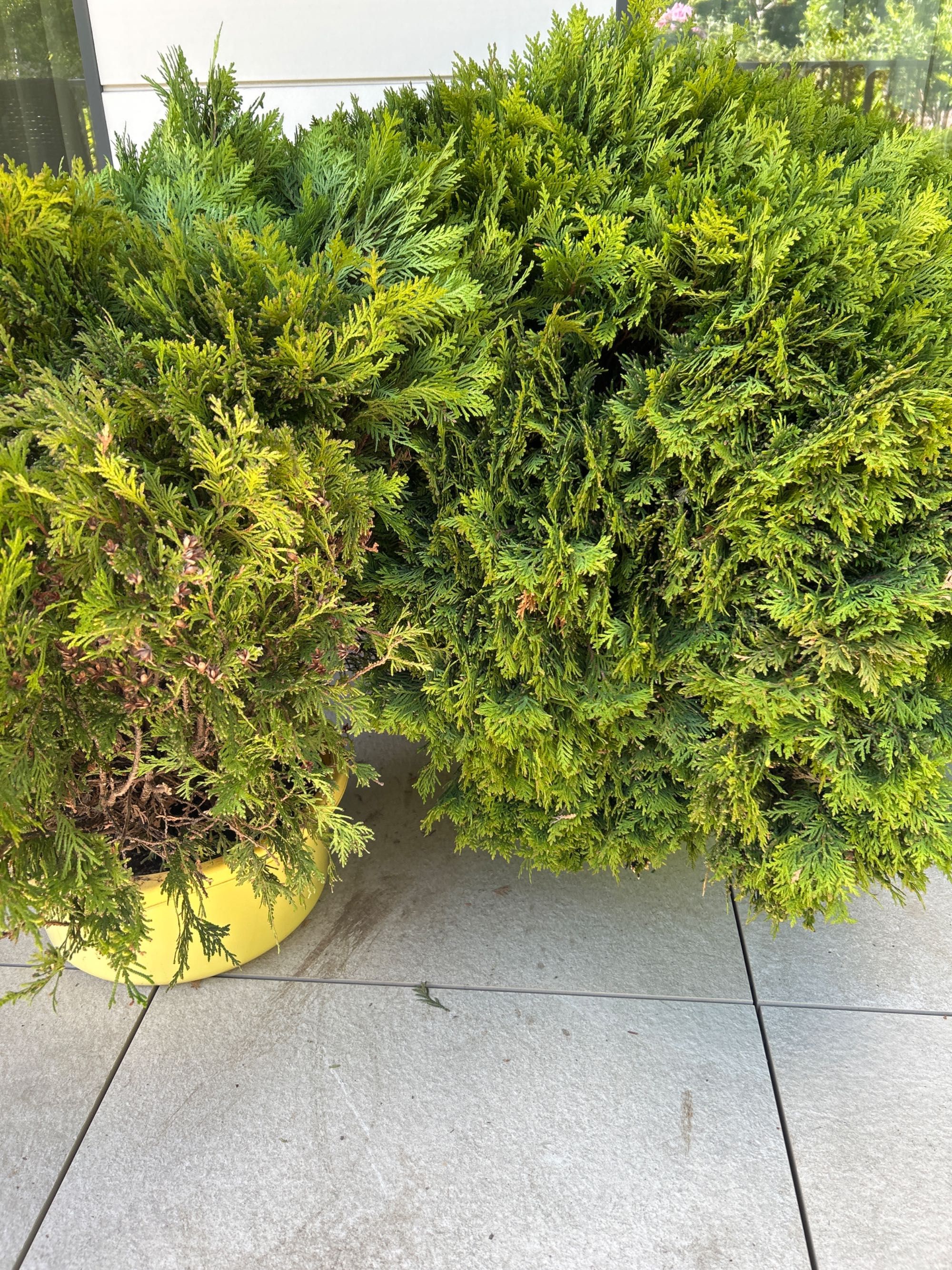 Западна Туя Даника 60см голяма
Thuja Occidentalis Danica - 8 брой