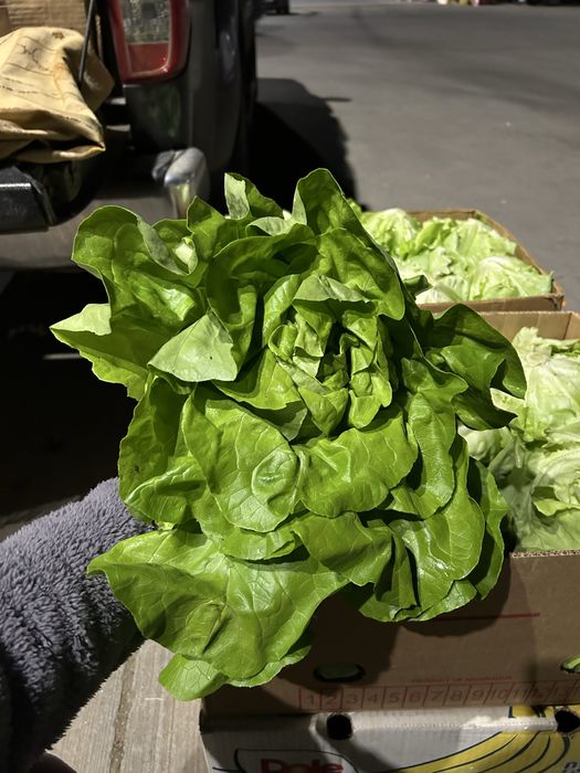 Vând salată ! Pentru mai multe detalii mesaj in privat ! 25 lei baxul