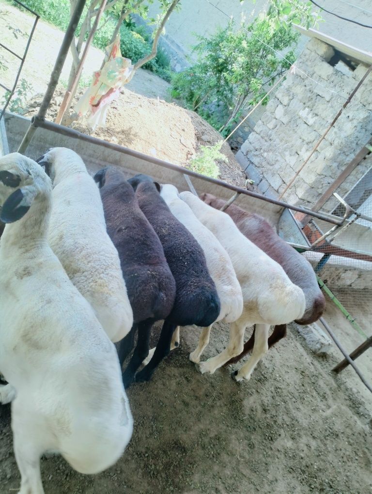 Qochqorla sotiladi soglom manzil kogon