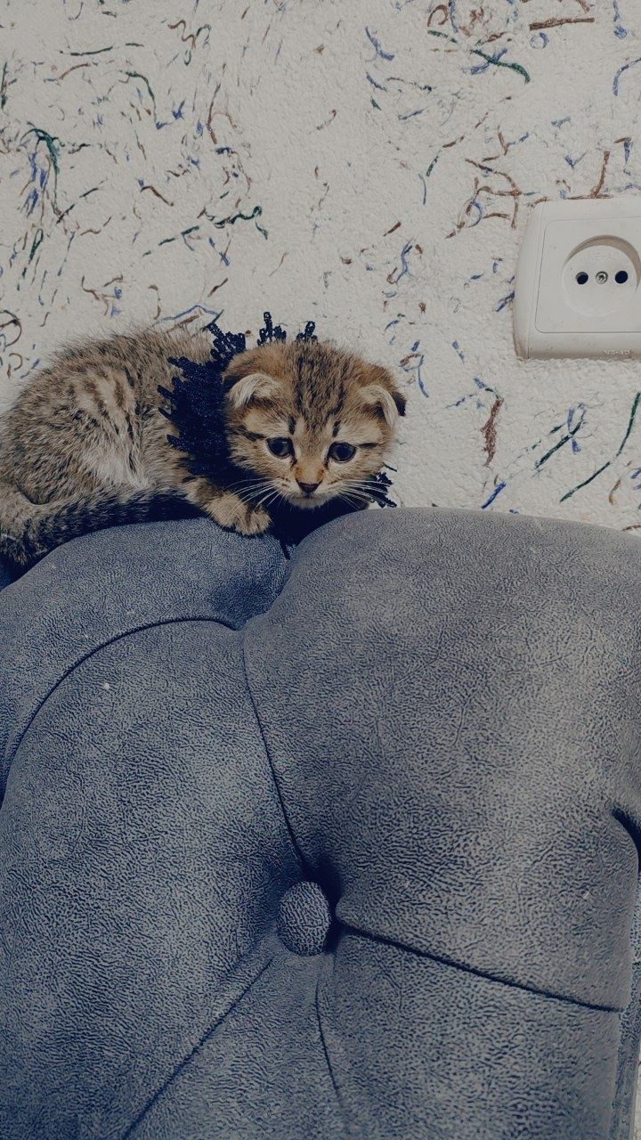 Скотиш фолд 1дона кизбола