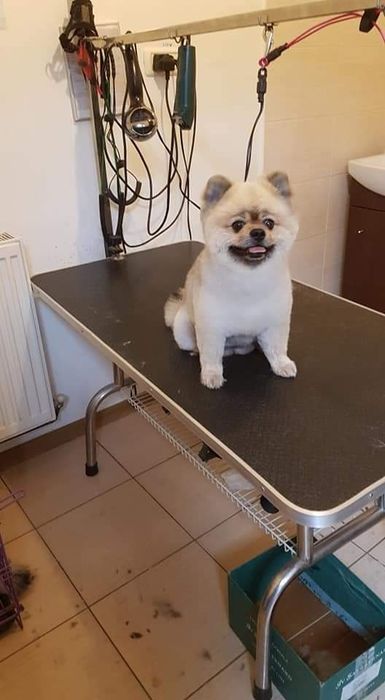 Tuns caini - coafor canin