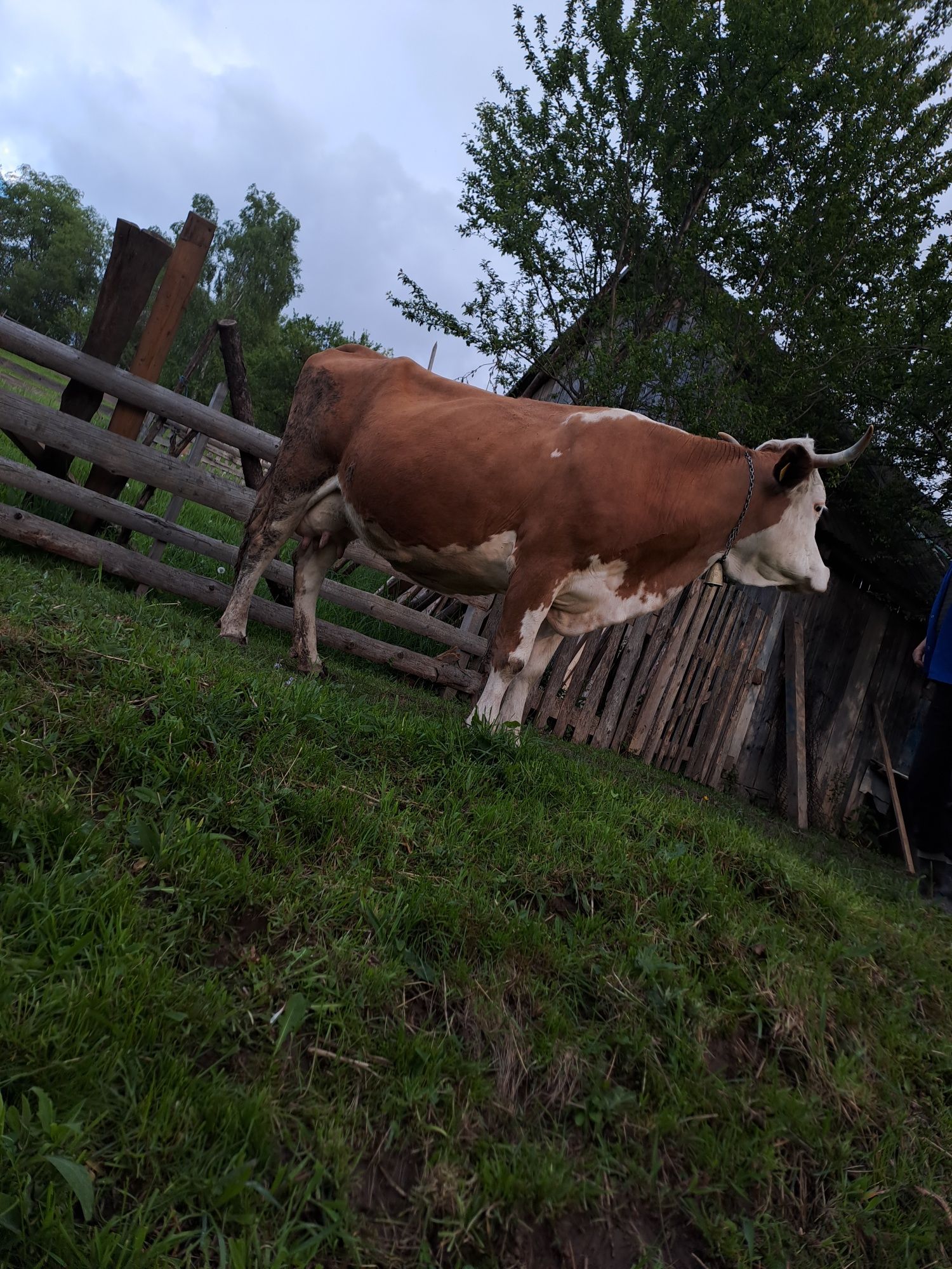 Vând vaca bălțată românească