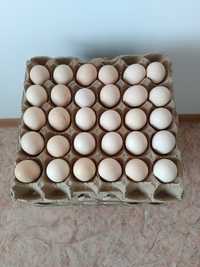 Продам яйцо домашние