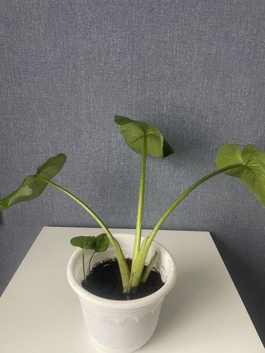 Цветок Кала продам