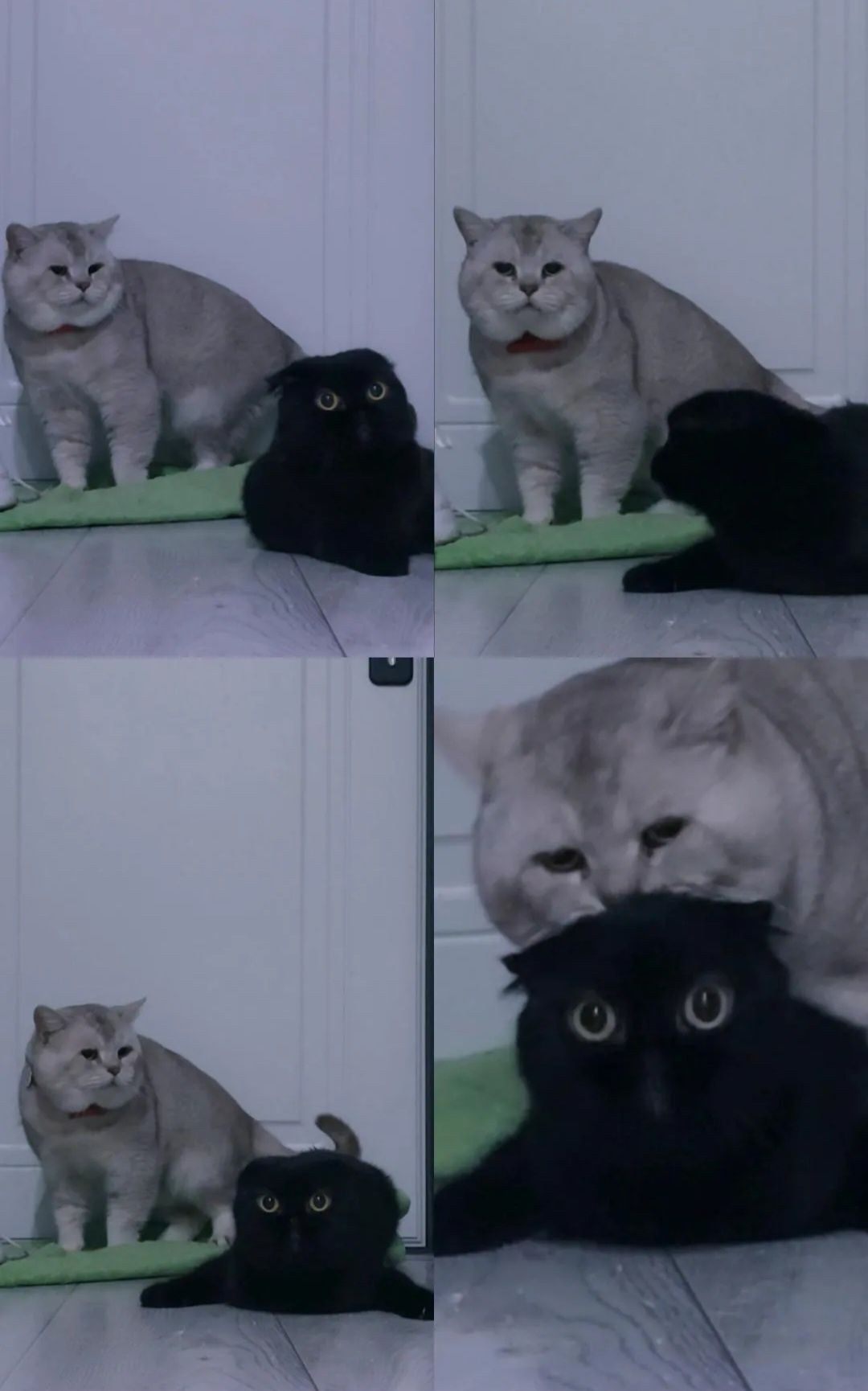 Кот, Вязка , с опытом