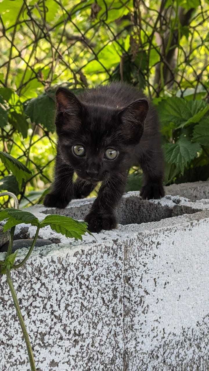 Котенок в добрые руки