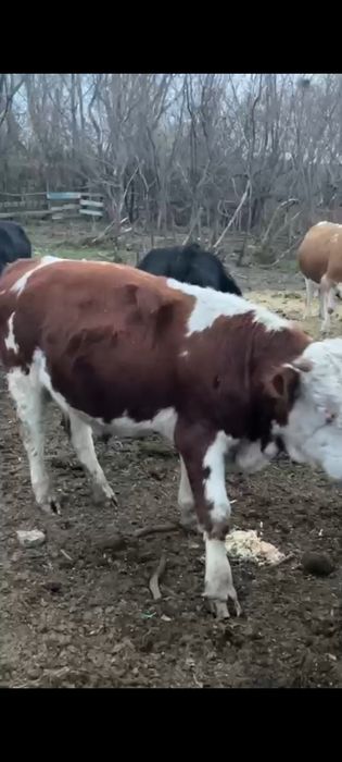 Прлдам быка сементальской породы