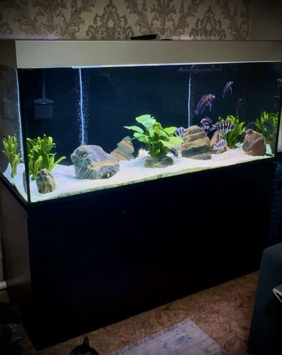 Аквариум Aquael 500 л