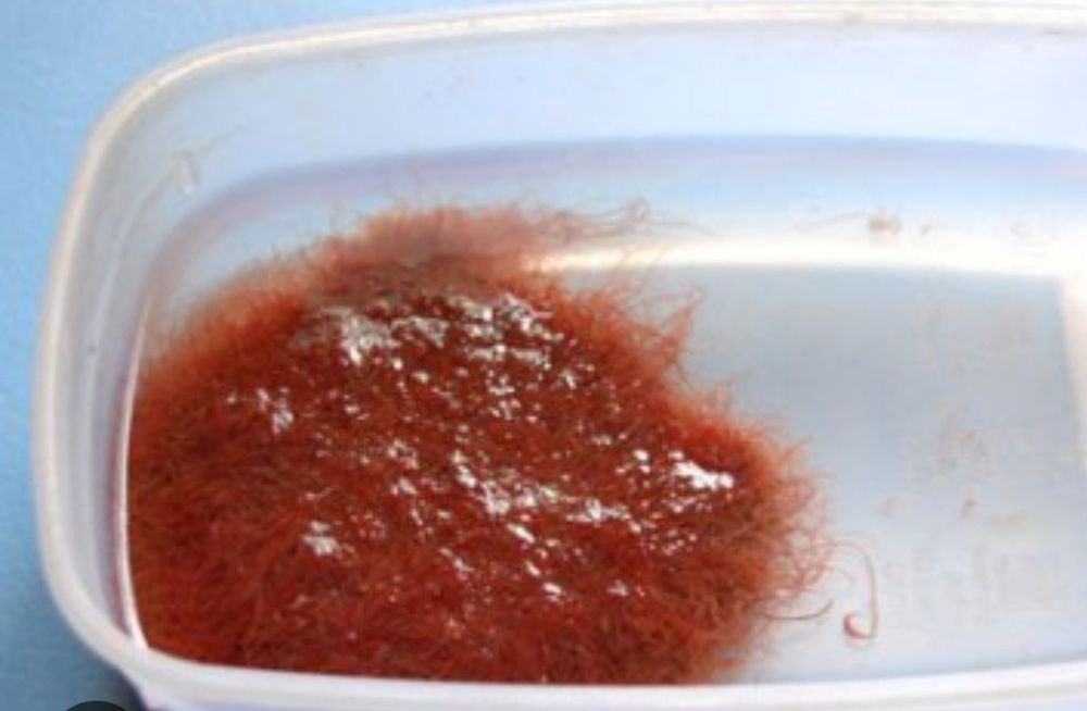 Трубочник,матыль свежий и мороженный оптом и в розницу