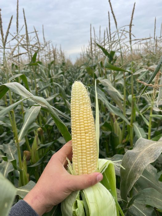 Vand Porumb Zaharat! incep 25 Octombrie