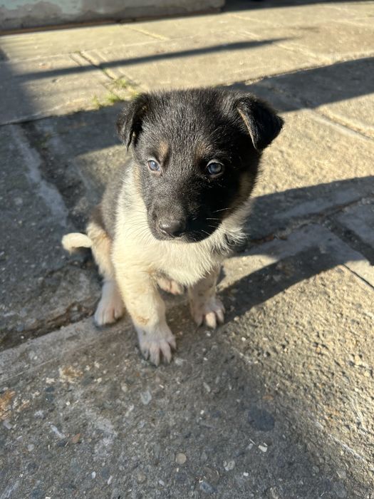 Donez cățeluși ciobănesc german