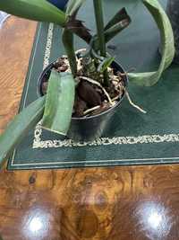 Орхидея катлея Golf green