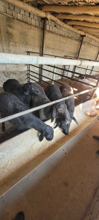 Кучкор сотилади кафтархона срочни