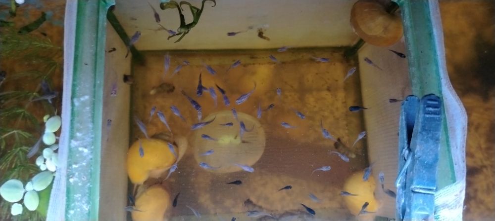 Pești guppy mix de vânzare