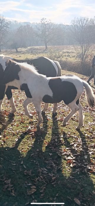 Iapă cu manz de vanzare