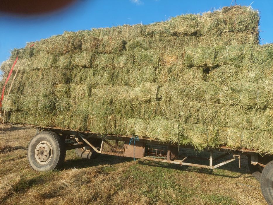 Baloți lucernă și fân