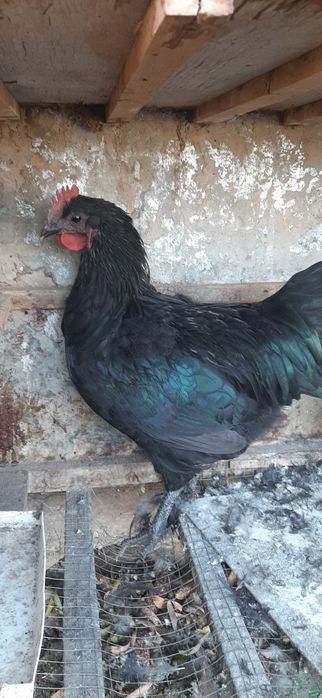 Avstralorp xõrozlar 2 ta