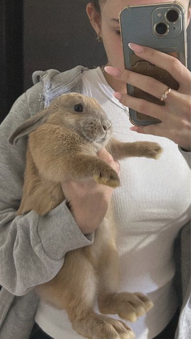 Декоративный кролик