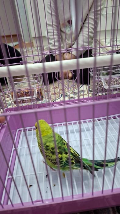 Папугай сөйлиді өте керемет