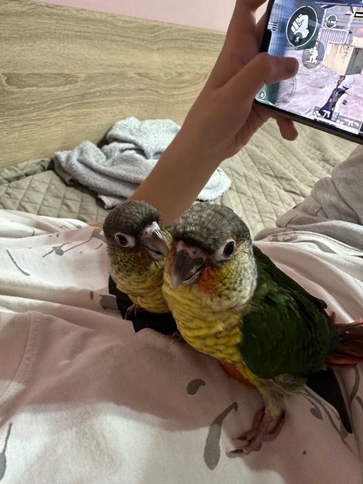 Папагали Пиррура ръчно хранени