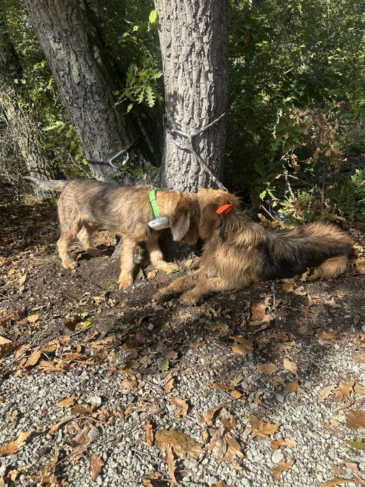 Продавам бараче на 6 месеца