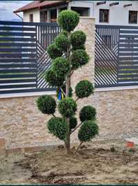 plante ornamentale