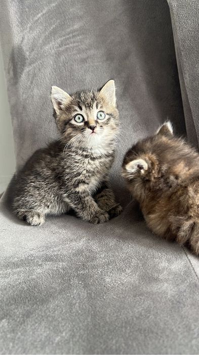Отдам котенок даром