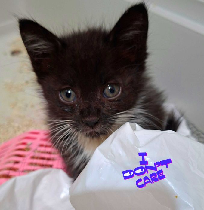 Adoptie pui de pisica negru Nefertiti si Fernando