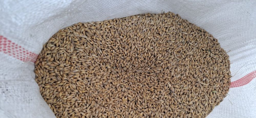 orzoaica de primăvara