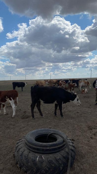 Кашар сатылады 1