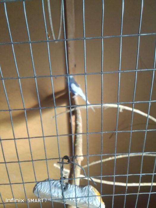 Тутикушлар сотилади. Валери бн 800 минг. Валерсиз 400 минг