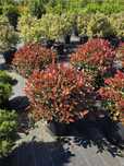 Vand photinia red glob