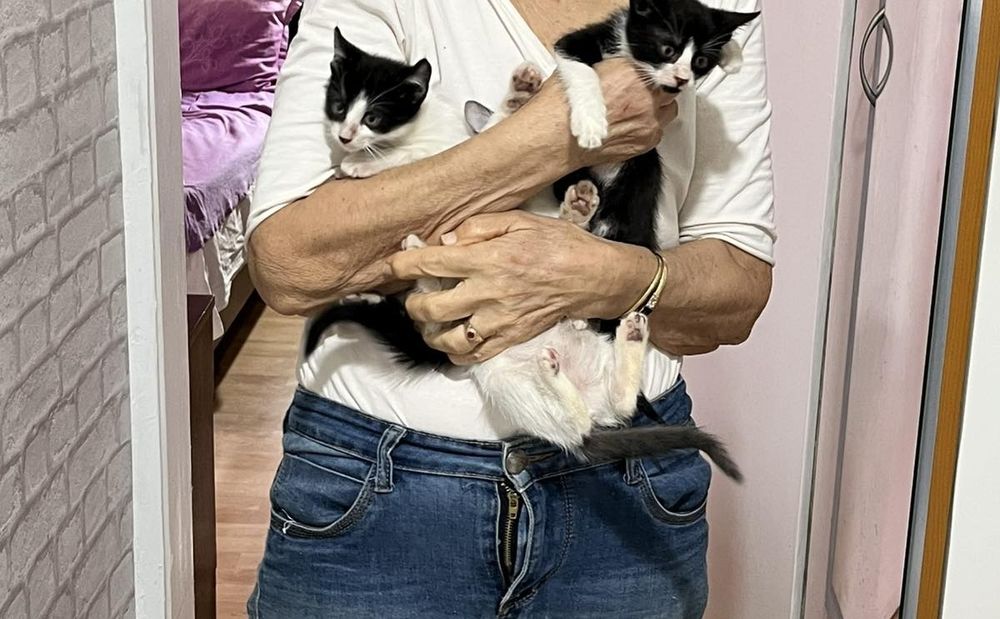 Подаряваме котенца