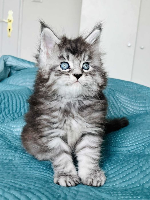 Мейн-куун котенца