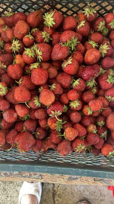 Дача в обществе СПП