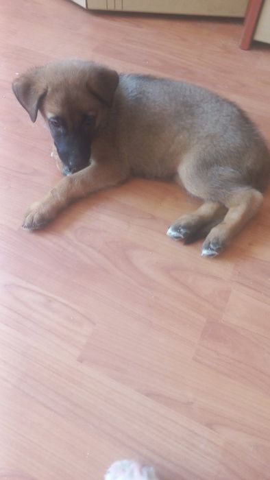 Подаряваме малки и големи кученца