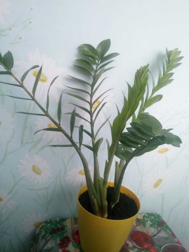 Замиокулькас, комнатное растение
