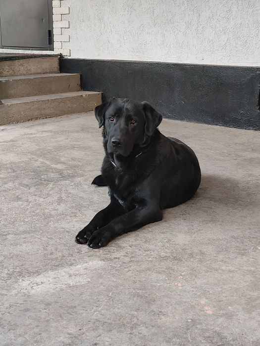 кобеля на вязку лабрадор ретривер