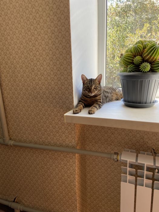 Продажа квартиры в пятиэтажном кирпичном доме, в центре города