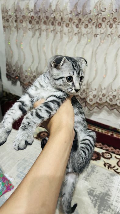 продам шотландский вислоухий