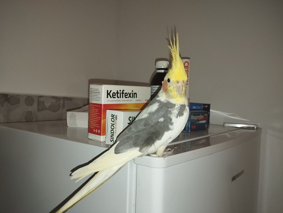 Nifa mascul de vanzare