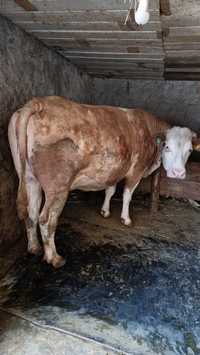 Vaca baltata romaneasca